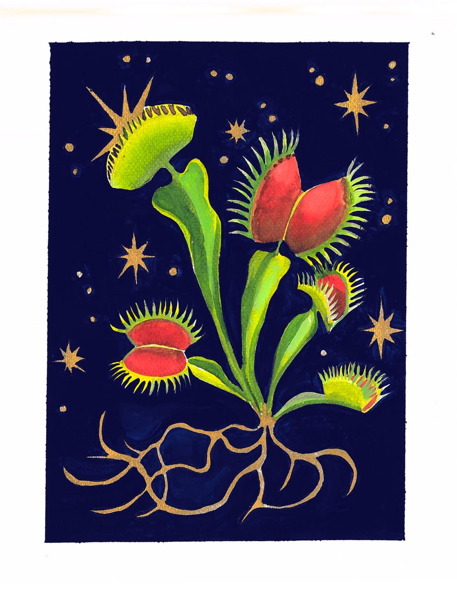 Venus Fly Trap