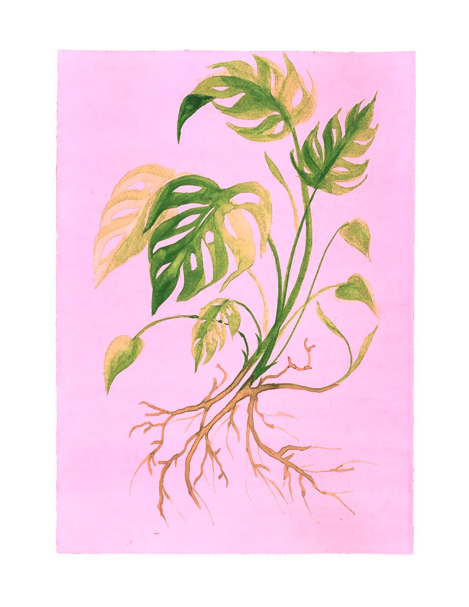 Pink Monstera