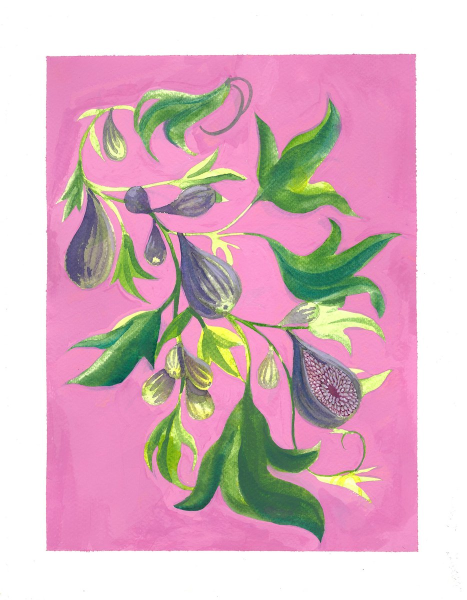 Fig Plant