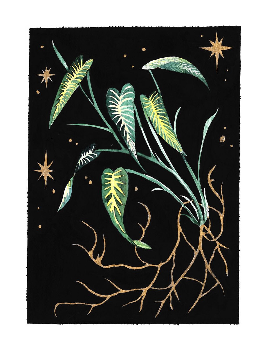 Alocasia
