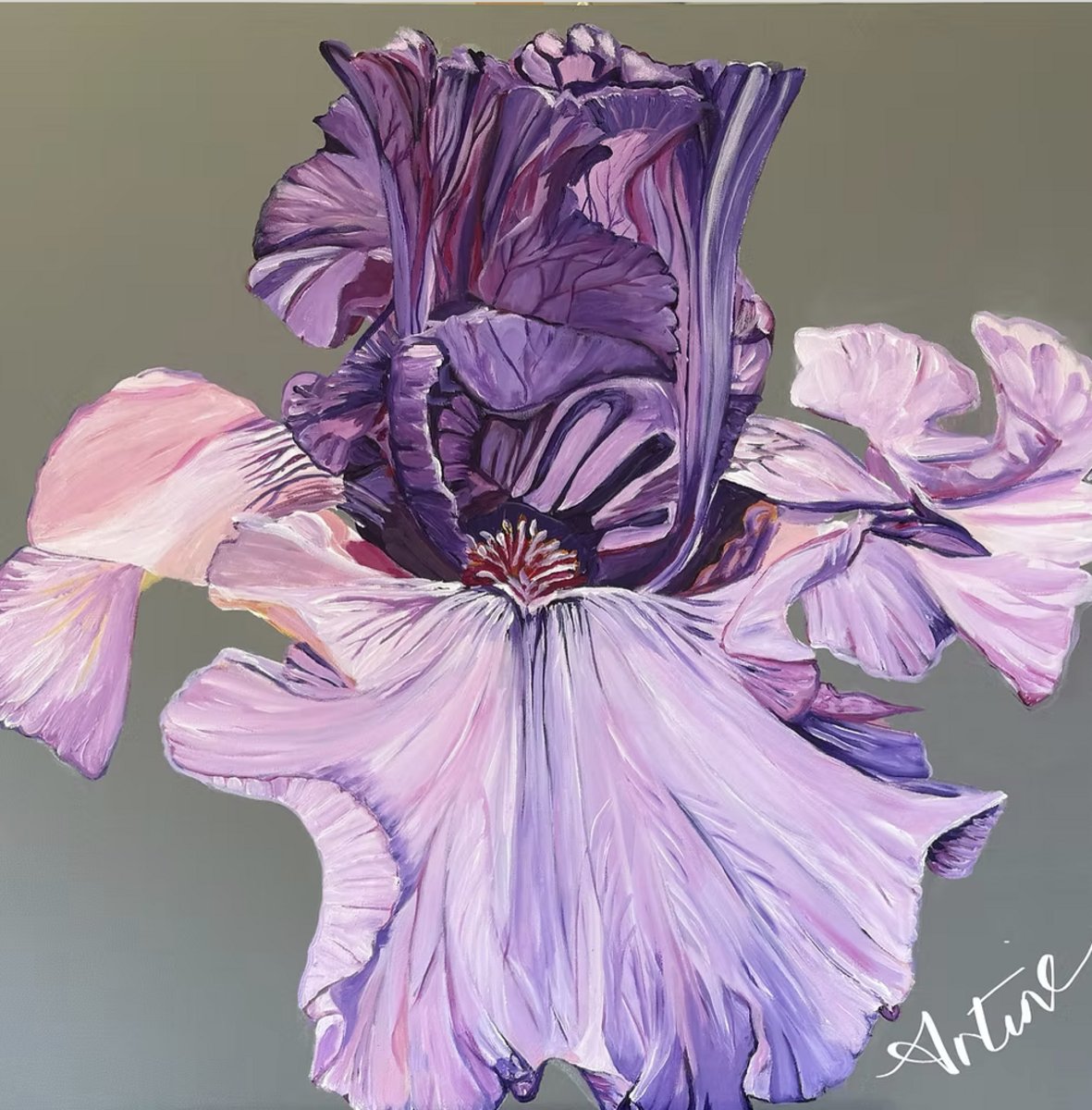 Pink and Purple Iris